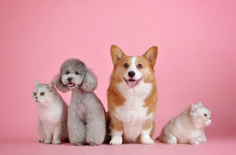 Pets